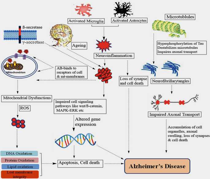 alzheimers disease pathophysiology schematic diagram