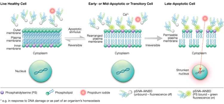 apoptosis schematic diagram apoptosis schematic diagram