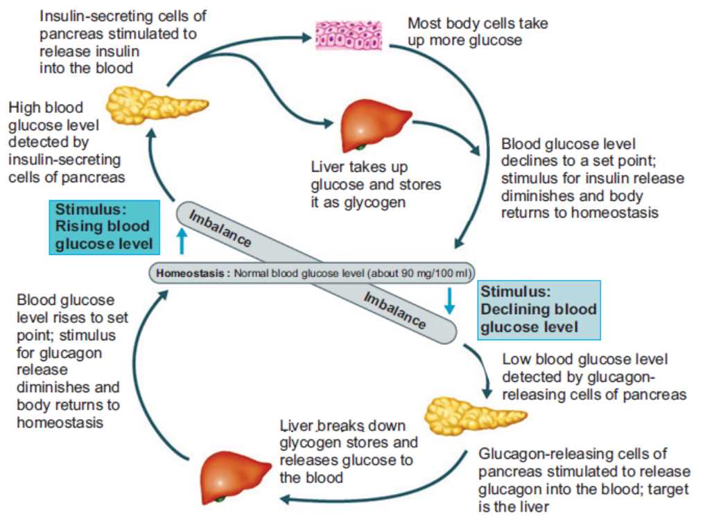blood glucose negative feedback system schematic diagram