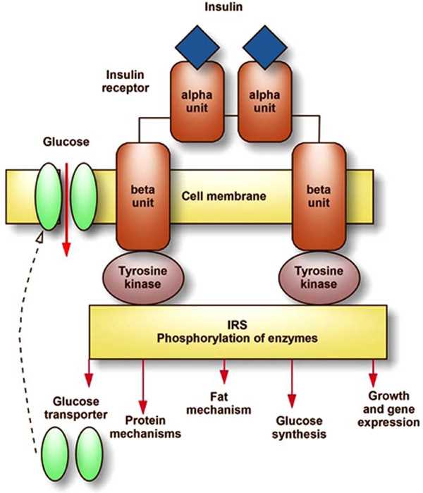 diabetes schematic diagram
