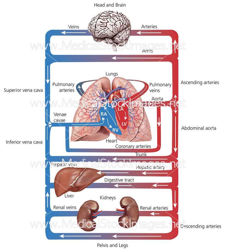 digestive system schematic diagram digestive system schematic diagram