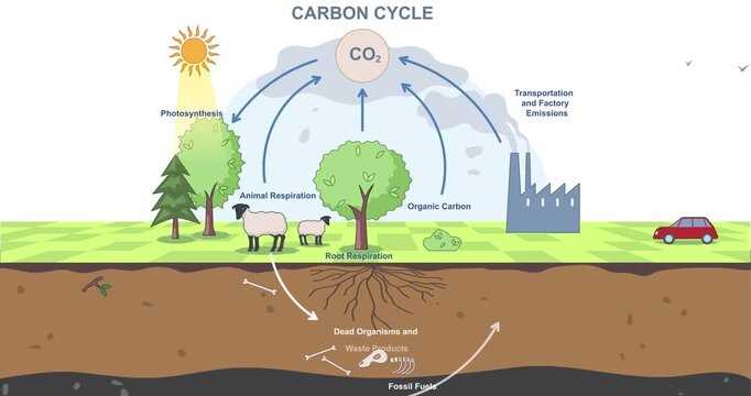 draw a schematic diagram of carbon cycle