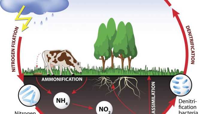 explain nitrogen cycle with a schematic diagram