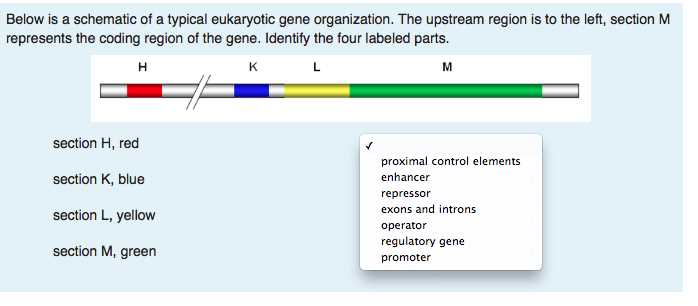 gene schematic structure diagram