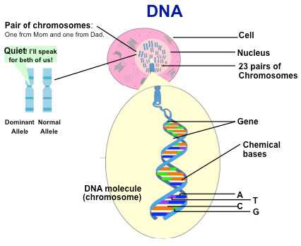 gene schematic structure diagram