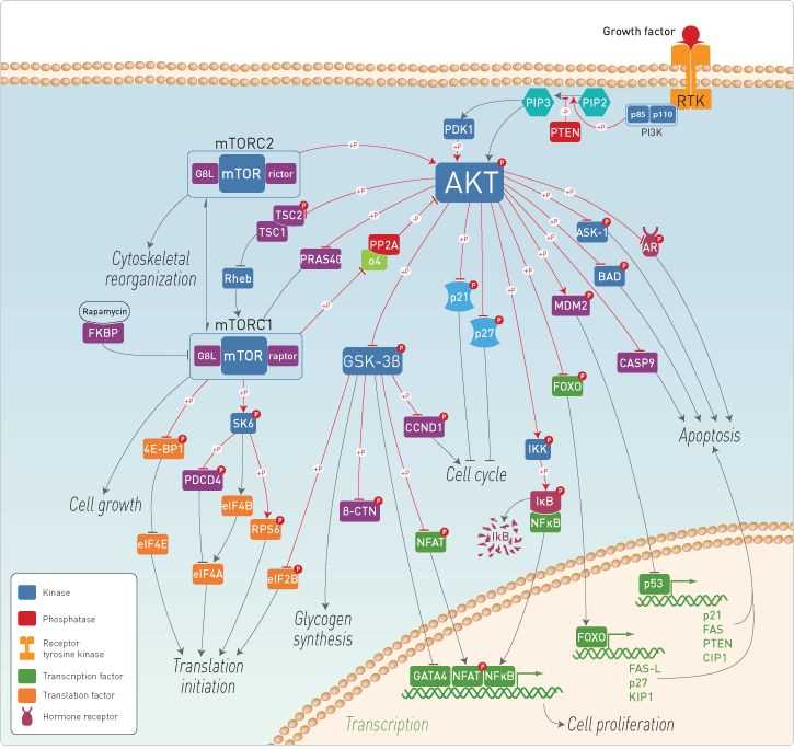inflammation schematic diagram