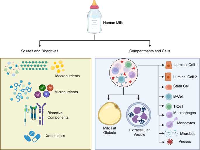 milk protein schematic diagram milk protein schematic diagram