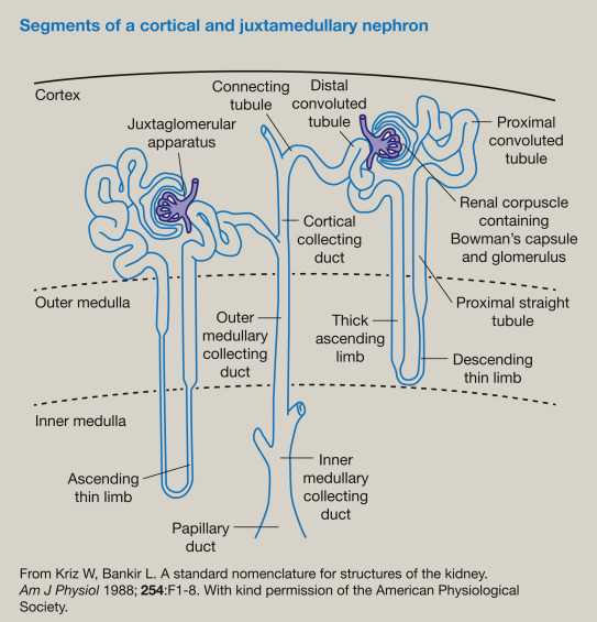 nephron schematic diagram