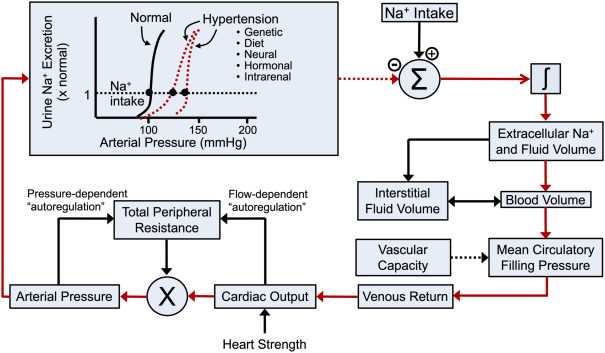 pathophysiology of hypertension schematic diagram