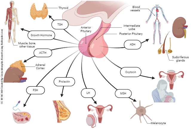 pituitary gland schematic diagram