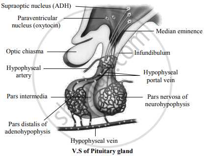 pituitary gland schematic diagram