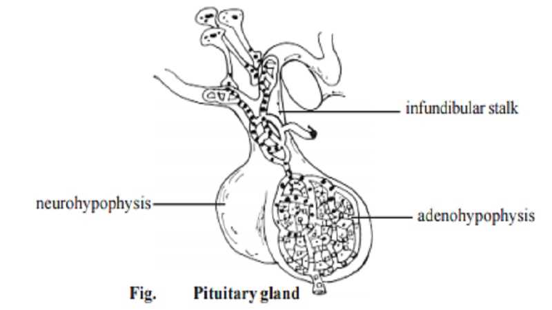 pituitary gland schematic diagram