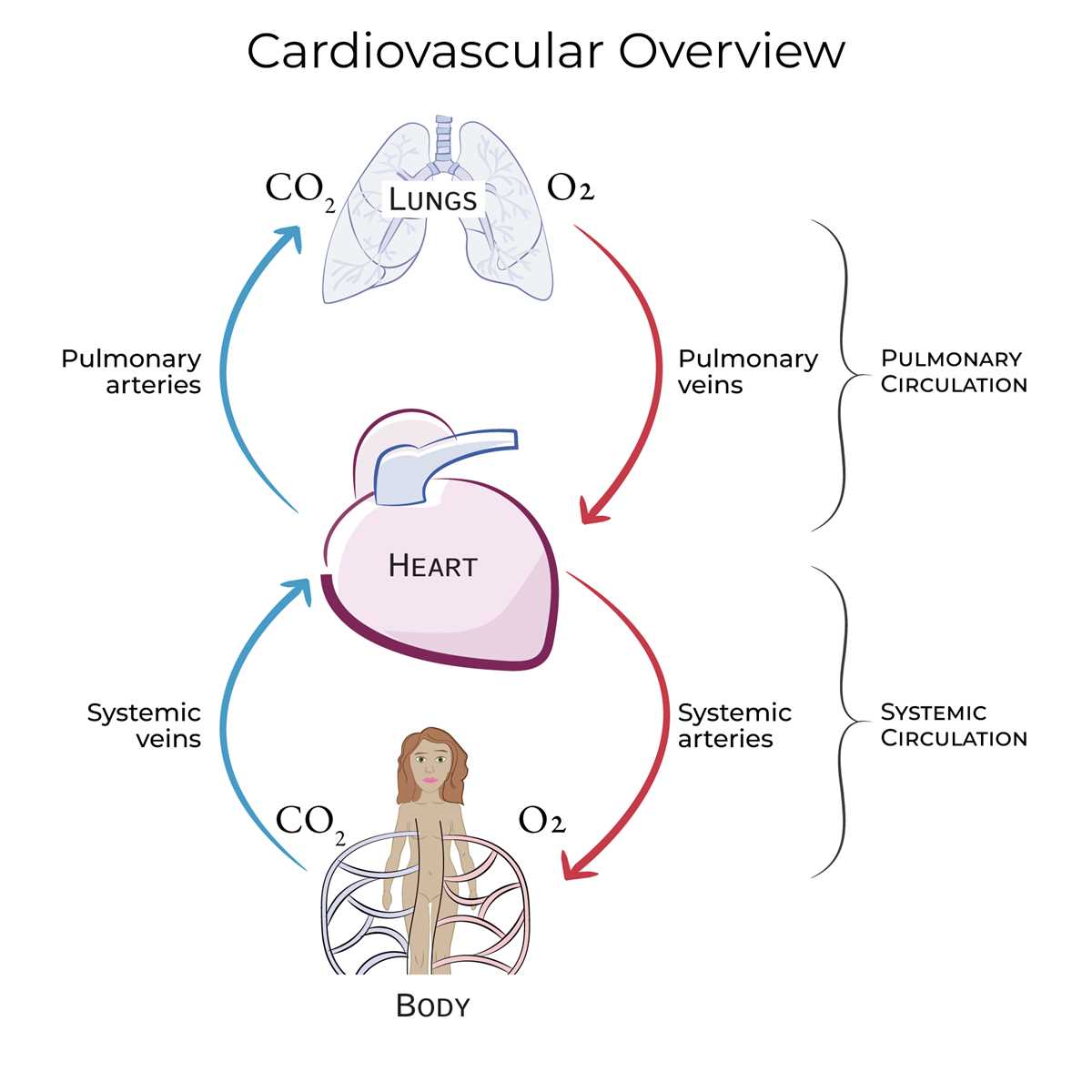 pulmonary circuit and systemic circuit diagram
