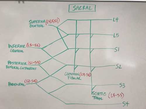 sacral plexus schematic diagram