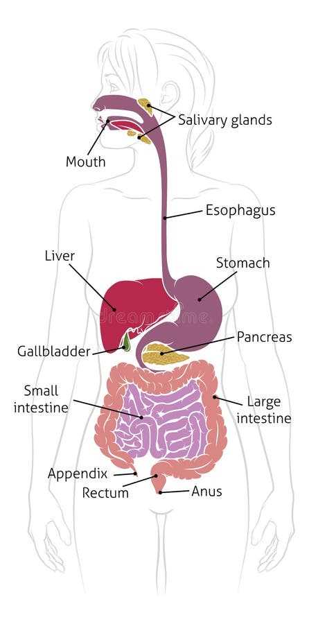 schematic diagram digestive system schematic diagram digestive system