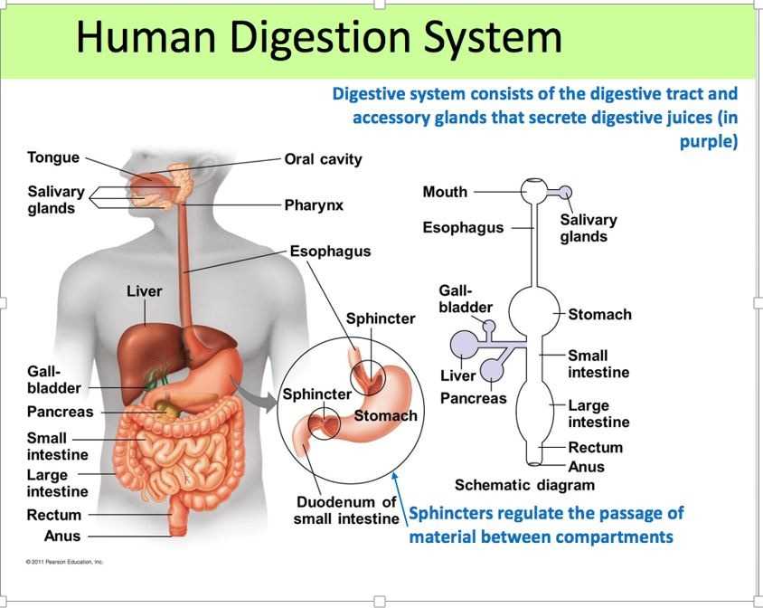 schematic diagram digestive system schematic diagram digestive system