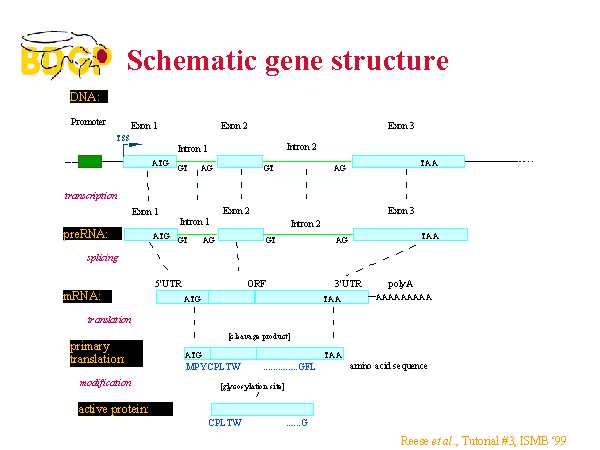 schematic diagram gene