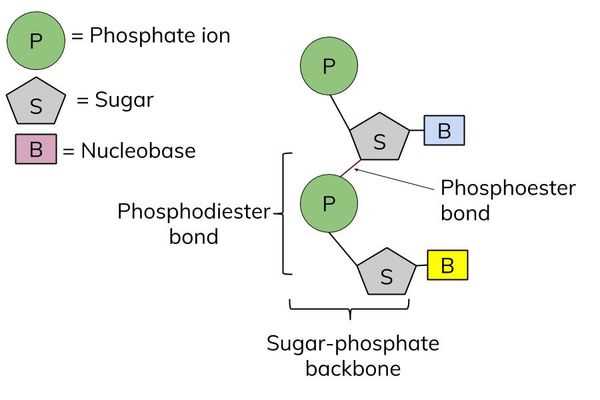 schematic diagram of a nucleotide