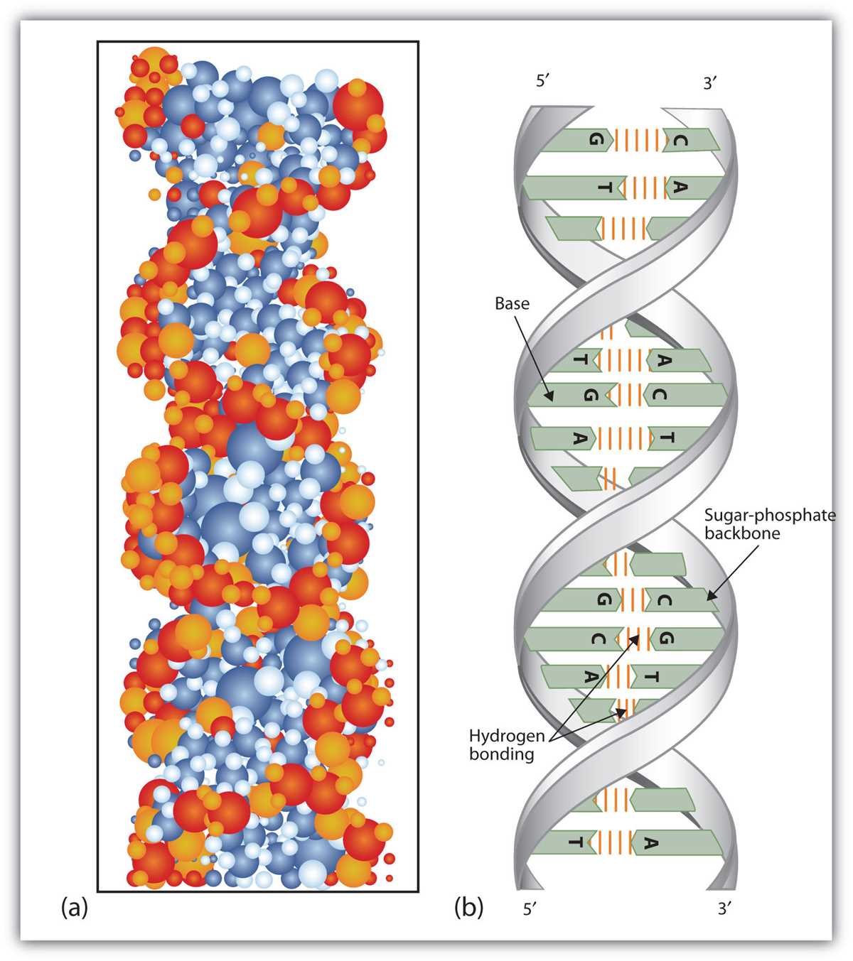 schematic diagram of a nucleotide