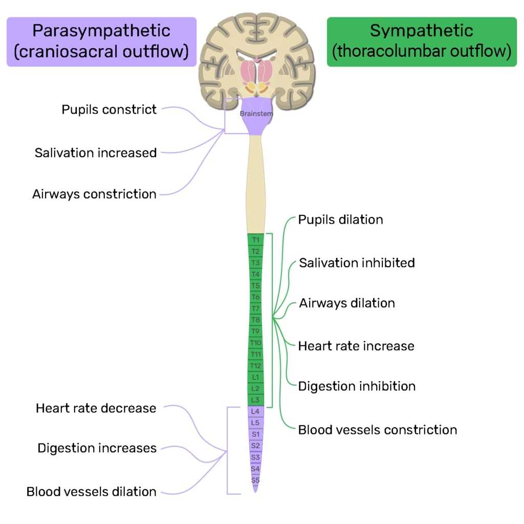 schematic diagram of autonomic nervous system
