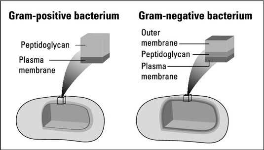 schematic diagram of bacteria cell