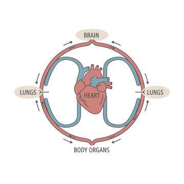 schematic diagram of circulation class 7 schematic diagram of circulation class 7