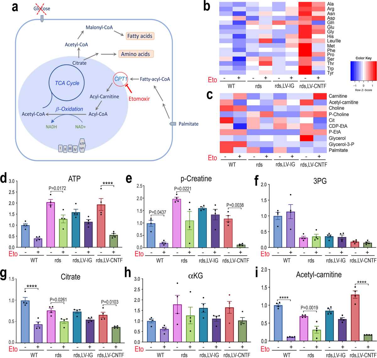 schematic diagram of cntf signaling in human rpe