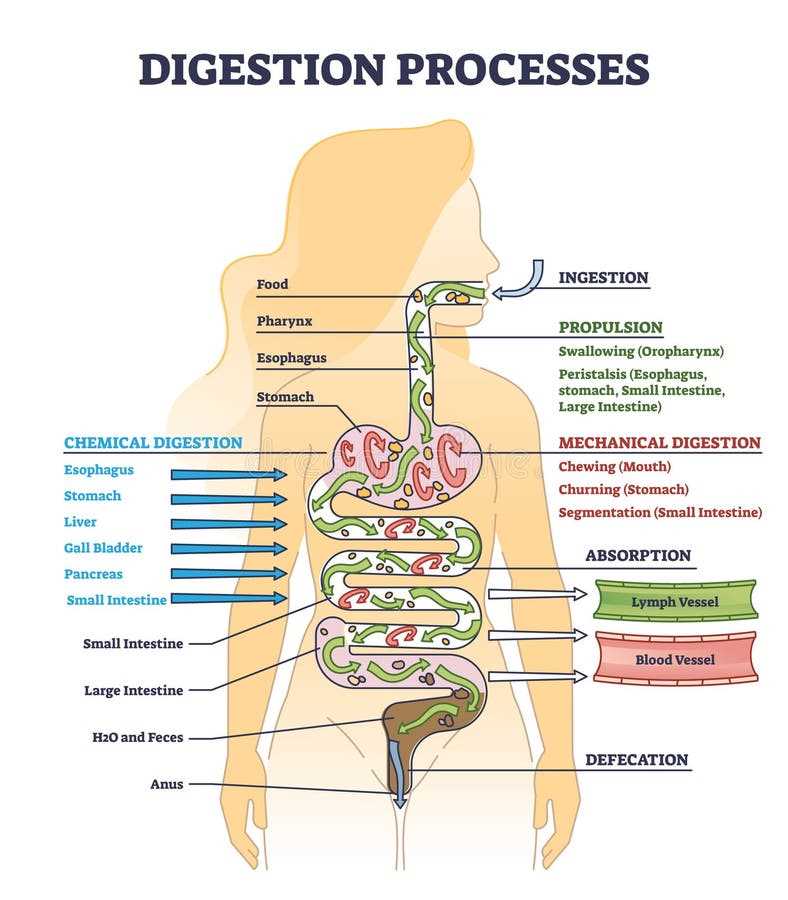 schematic diagram of digestive system