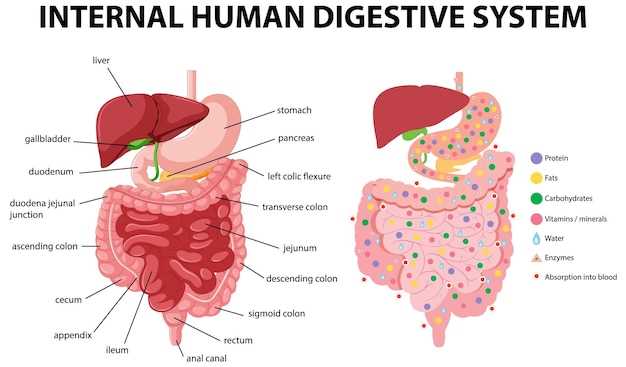 schematic diagram of digestive system