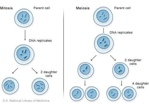 schematic diagram of dna replication