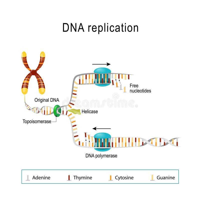 schematic diagram of dna replication