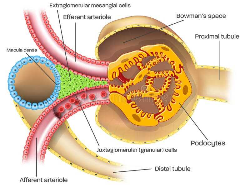 schematic diagram of glomerulus