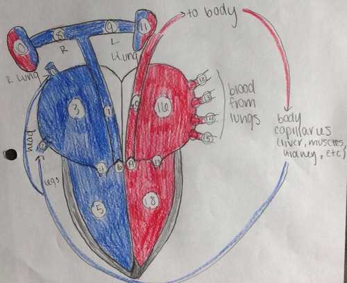 schematic diagram of heart