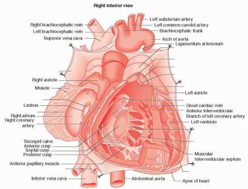 schematic diagram of heart
