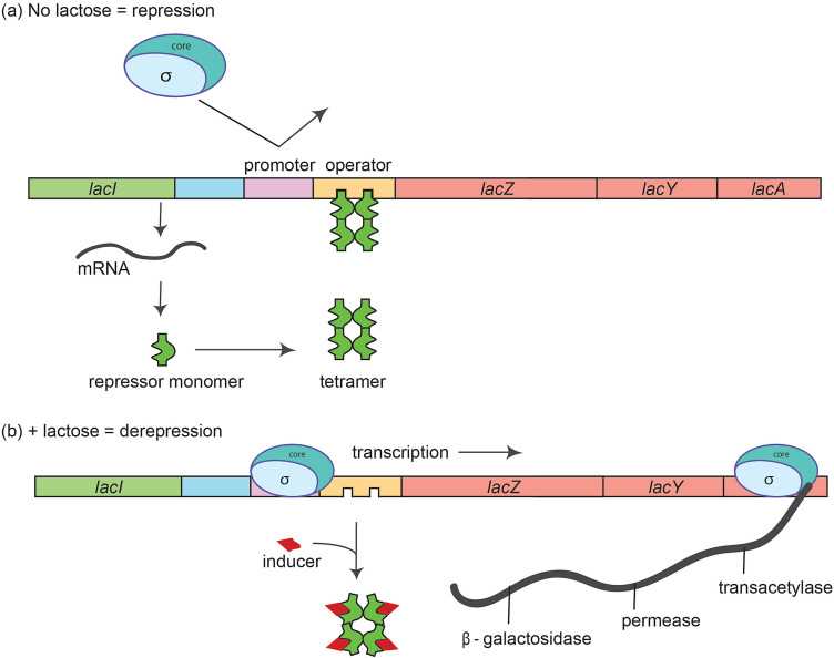schematic diagram of lac operon