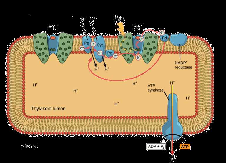 schematic diagram of light and dark reaction of photosynthesis