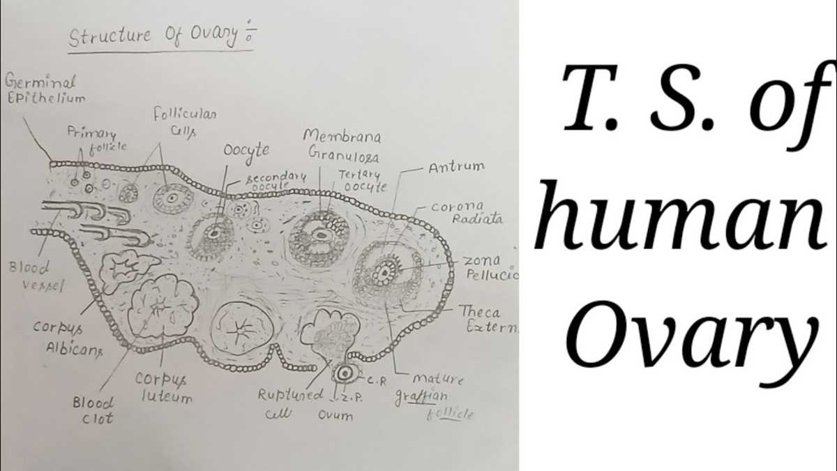 schematic diagram of mammals ovary