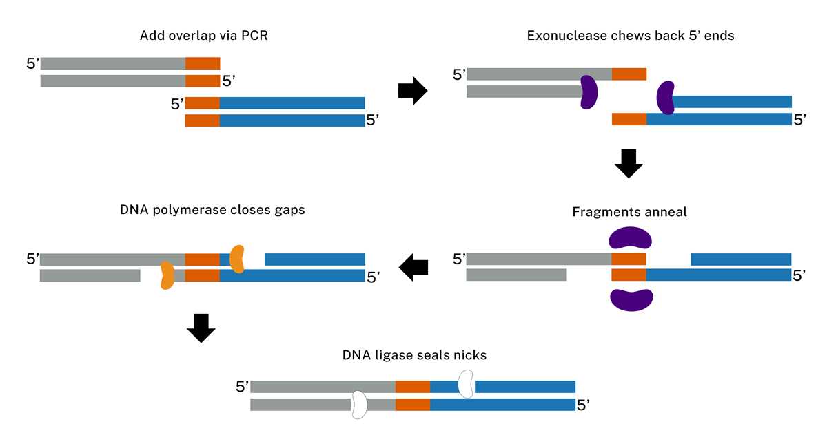 schematic diagram of multiple step procedure of cloning