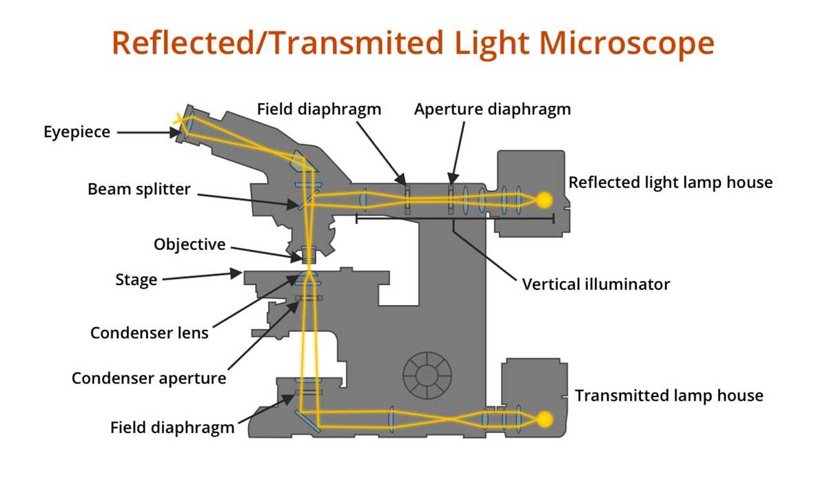 schematic diagram of optical microscope schematic diagram of optical microscope