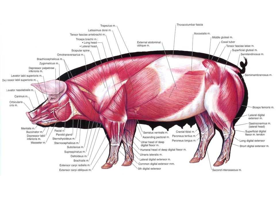 schematic diagram of porcine tendon