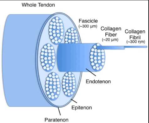 schematic diagram of porcine tendon