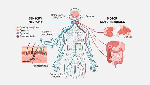 schematic diagram of the basic nervous system