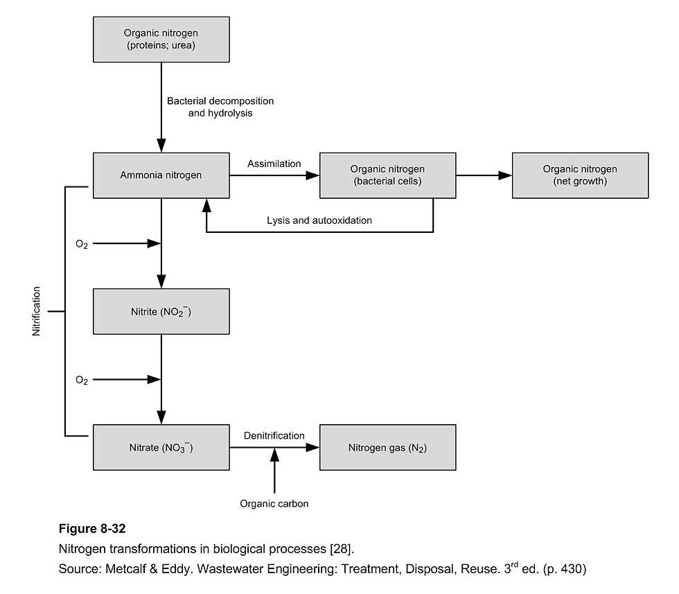 schematic diagram of the nitrogen cycle