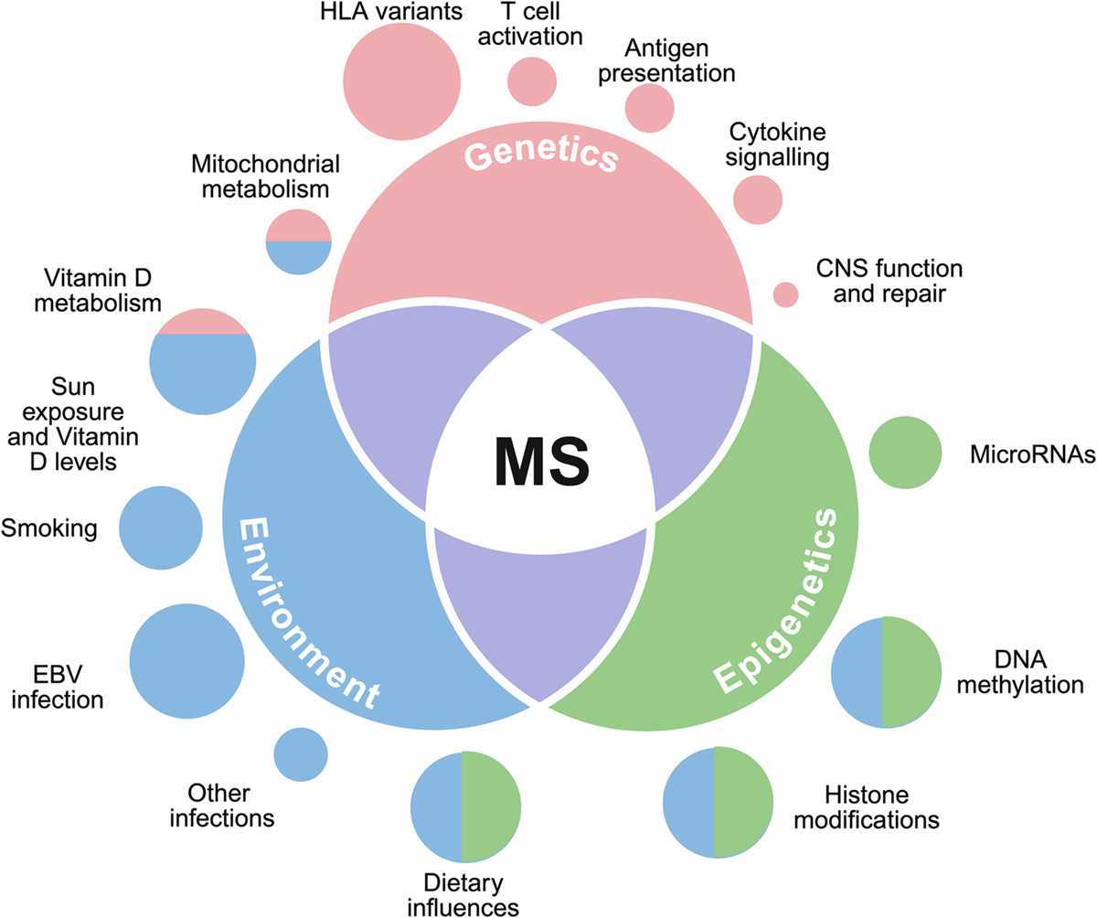 schematic diagram pathophysiology multiple sclerosis