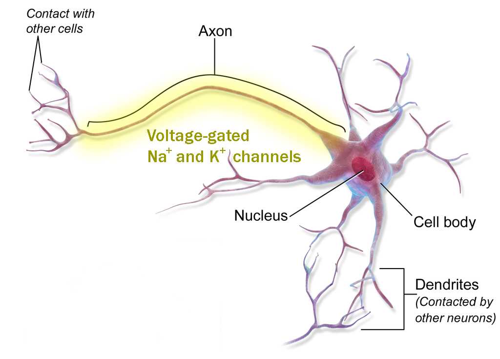 schematic diagram showing ball and chain opening of voltage gated channel schematic diagram showing ball and chain opening of voltage gated channel