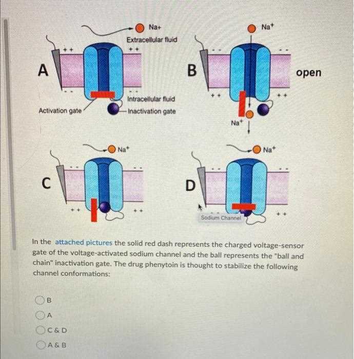 schematic diagram showing ball and chain opening of voltage gated channel schematic diagram showing ball and chain opening of voltage gated channel