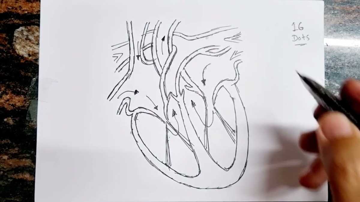 schematic sectional view of the human heart easy diagram