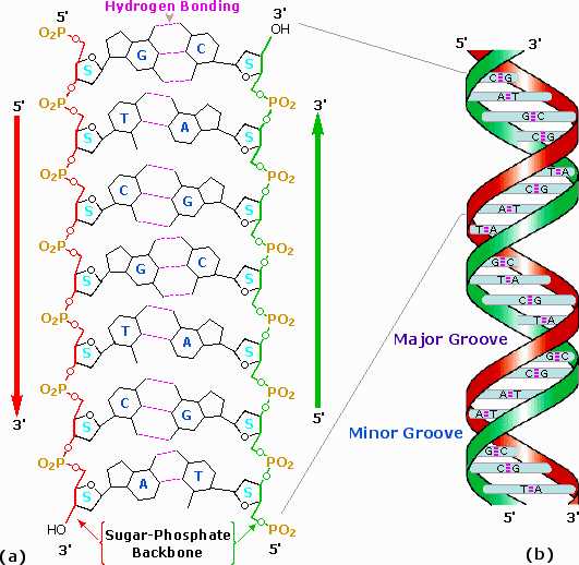 simple schematic diagram of a dna molecule