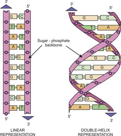 simple schematic diagram of a dna molecule