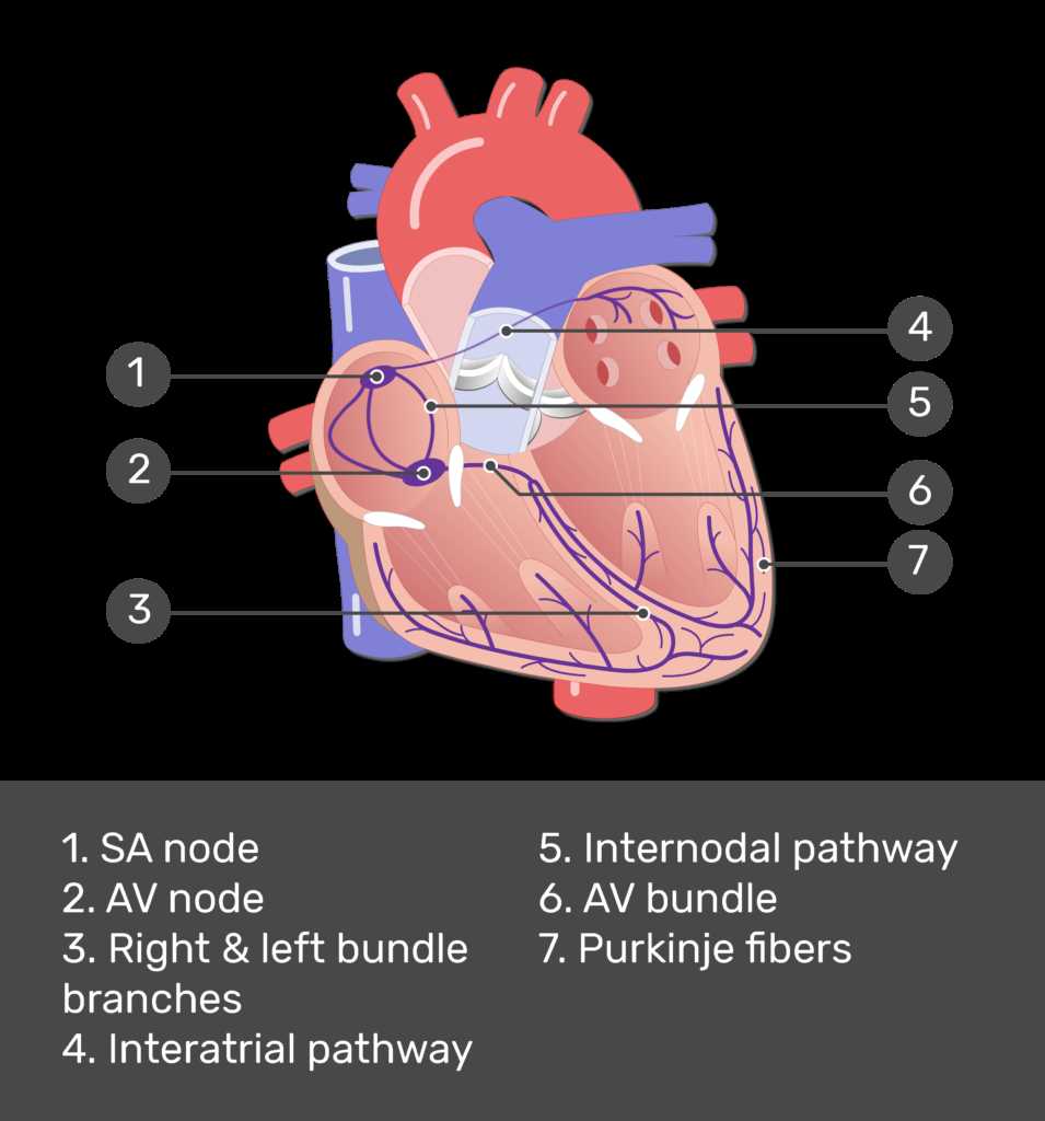 simple schematic diagram of heart